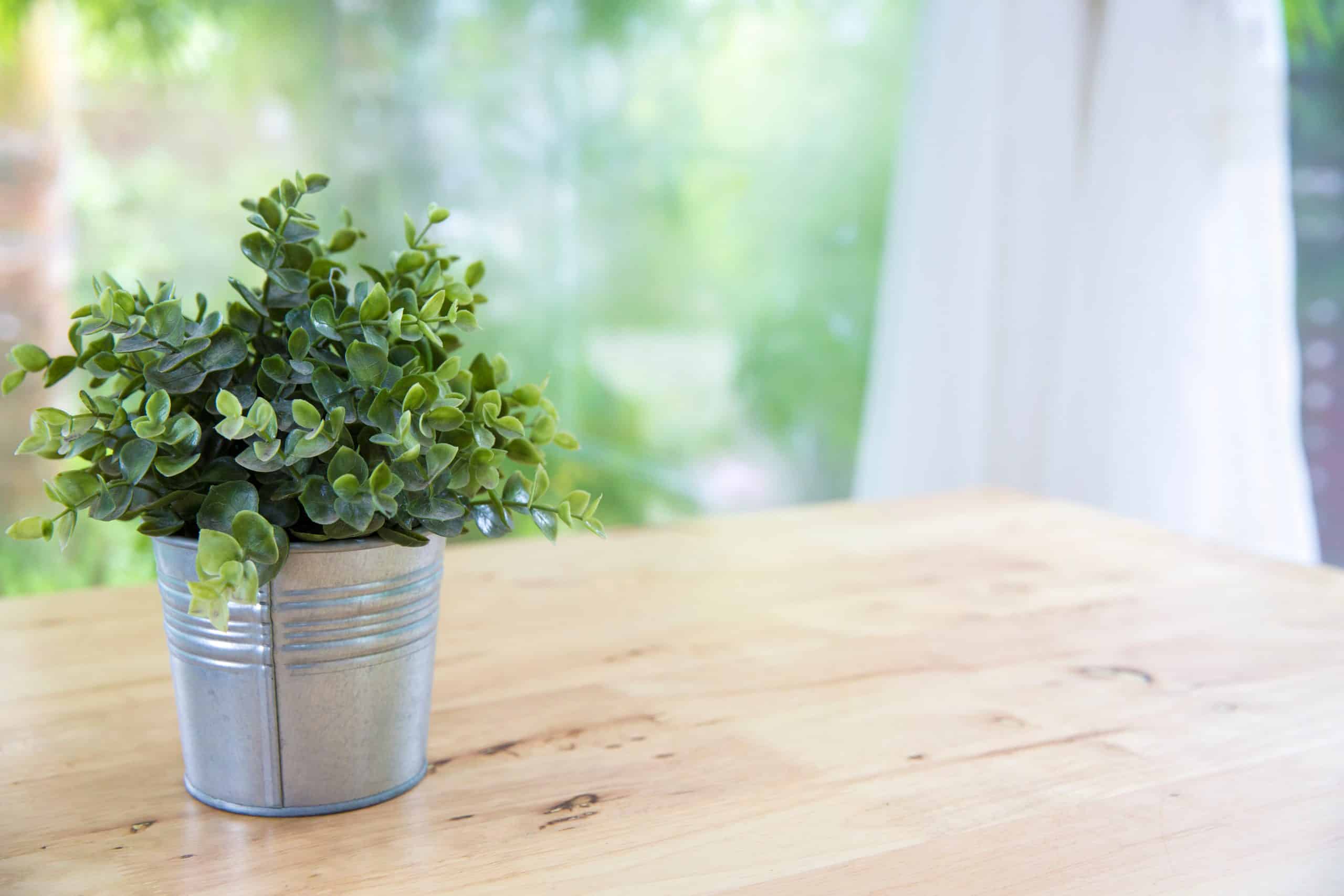 utilità della carta stagnola nei vasi da fiori