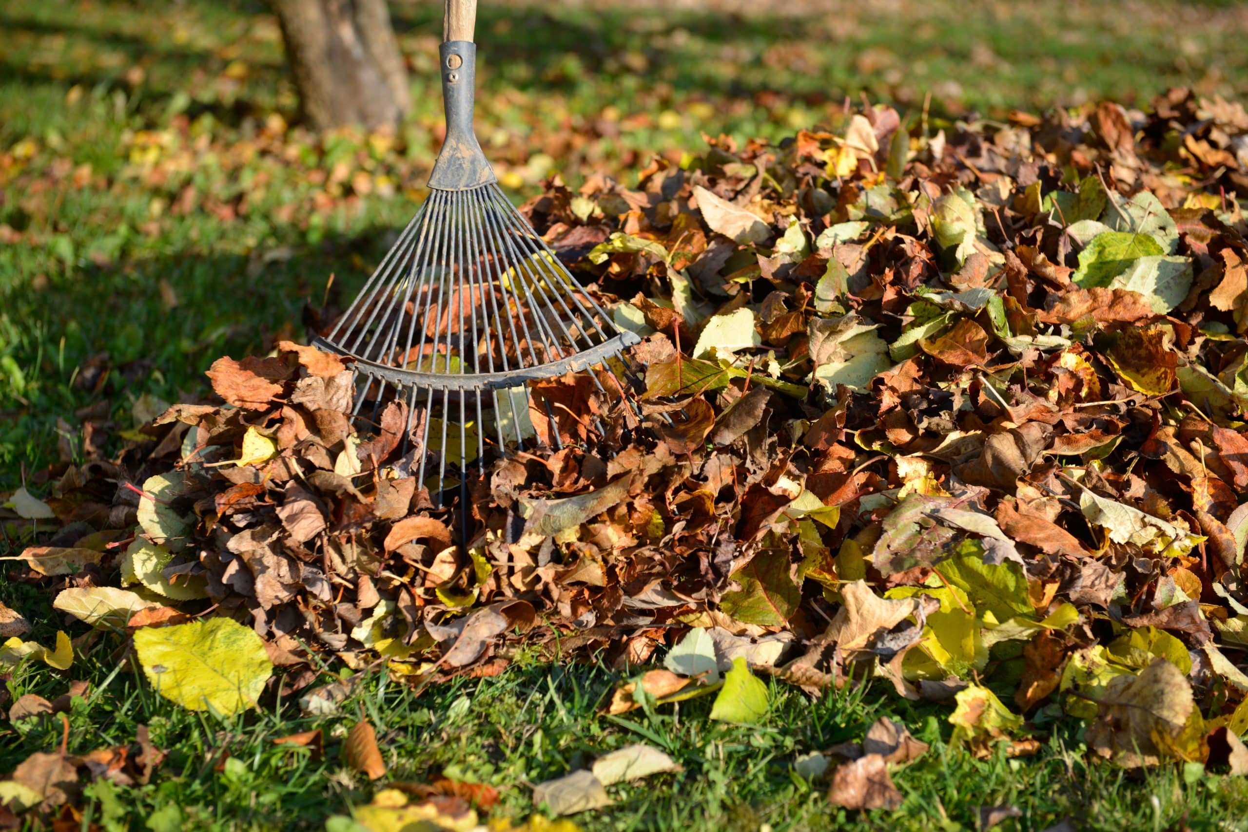 Utilizzare le foglie morte per arricchire il terreno
