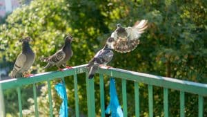 allontanare i piccioni dal balcone