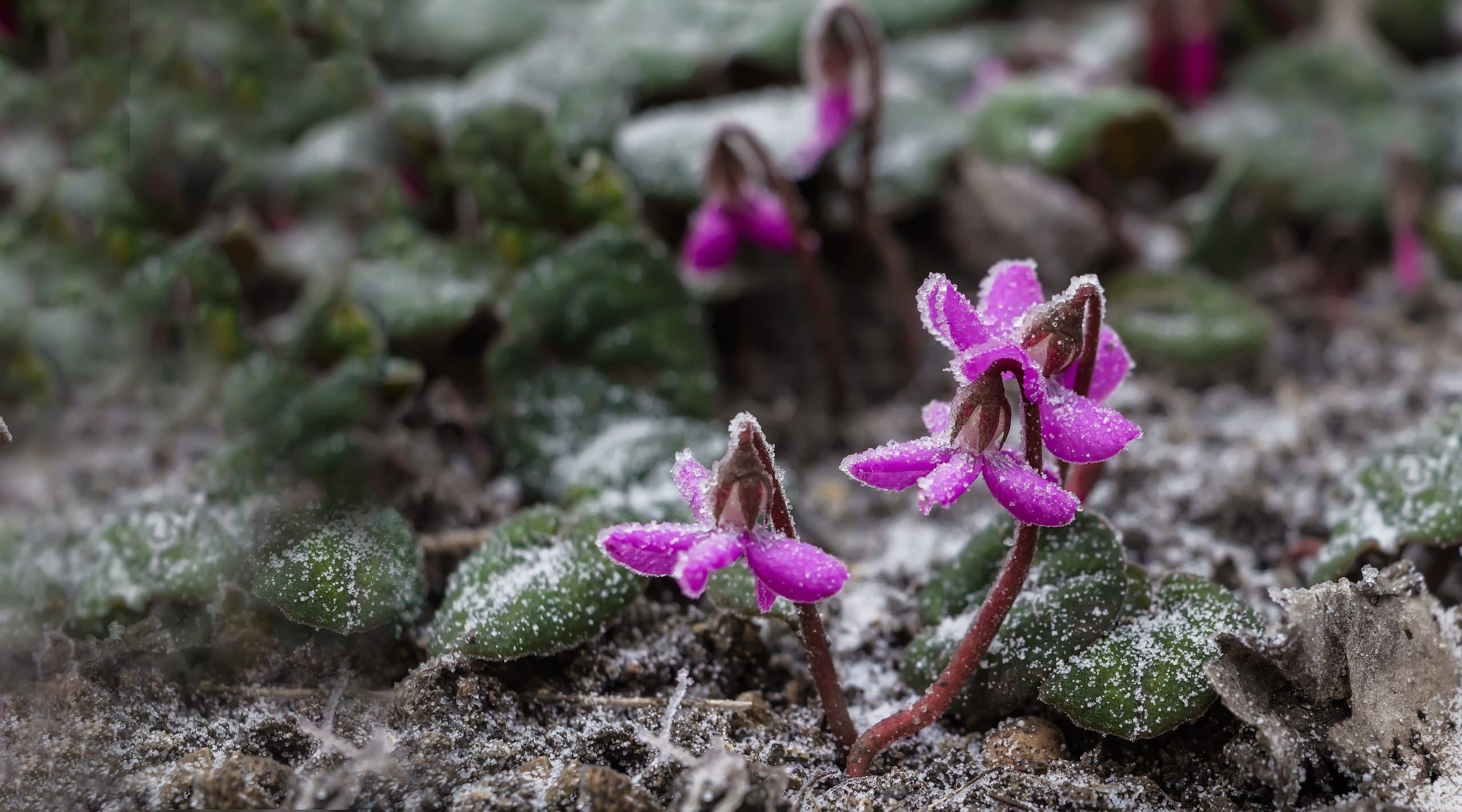 ciclamino che fiorisce tutto l'inverno, metodo di irrigazione