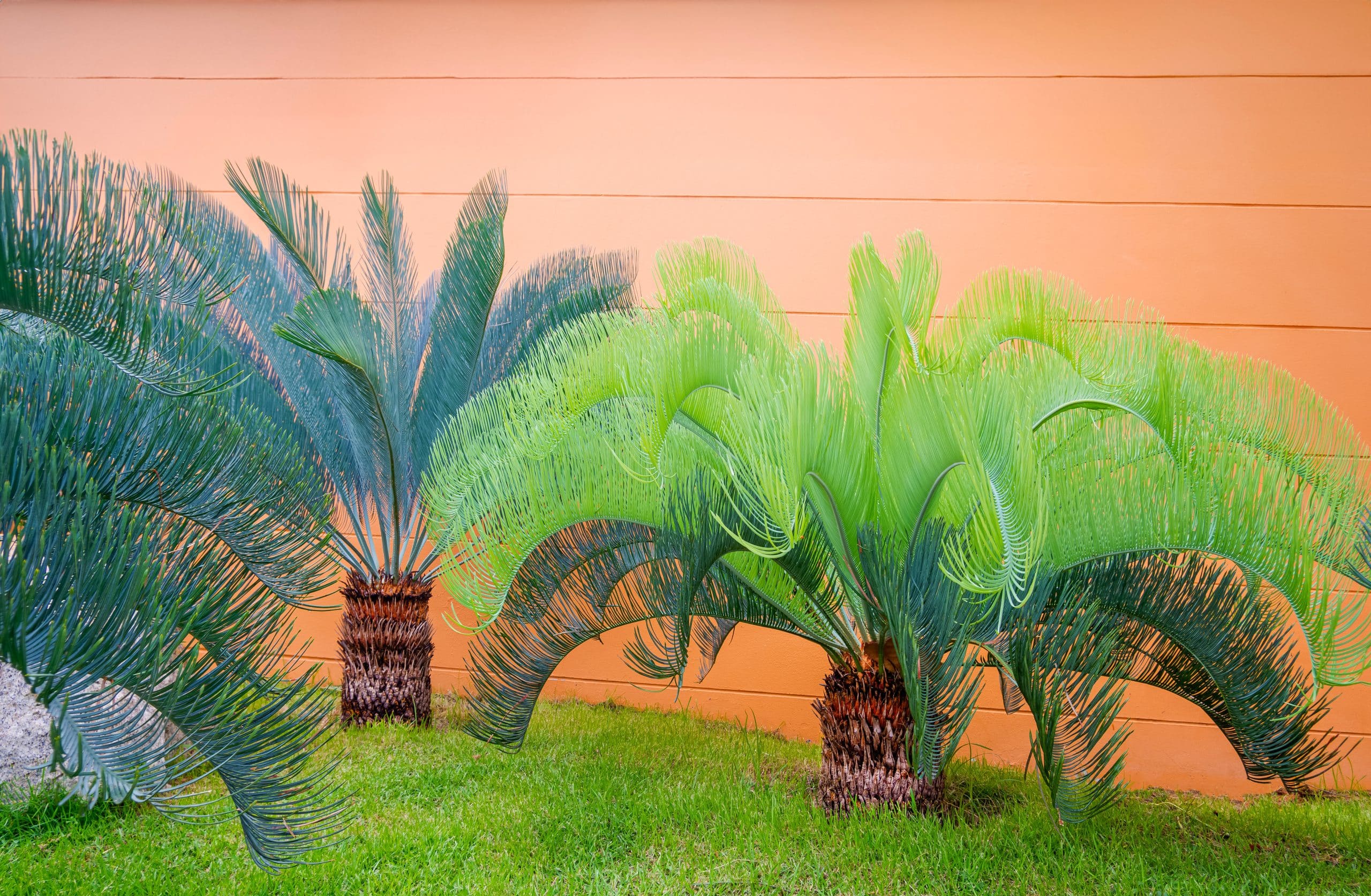 errore da evitare con le Cycas